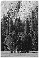 Aspen cluster and Glacier Point Apron, summer. Yosemite National Park, California, USA. (black and white)