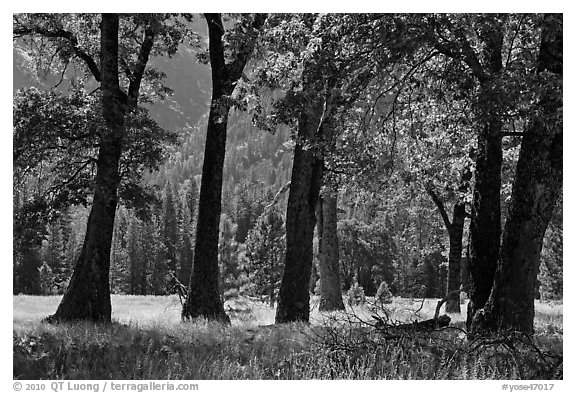 Black Oak Trees, El Capitan Meadow, summer. Yosemite National Park (black and white)