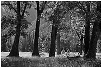 Black Oak Trees, El Capitan Meadow, summer. Yosemite National Park, California, USA. (black and white)