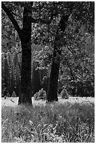 Black Oaks, El Capitan Meadow, summer. Yosemite National Park, California, USA. (black and white)