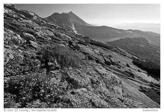 Rock slabs and flowers above Upper McCabe Lake. Yosemite National Park (black and white)