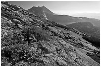 Rock slabs and flowers above Upper McCabe Lake. Yosemite National Park, California, USA. (black and white)