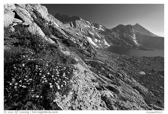 Wildflowers on slope, Upper McCabe Lake and Sheep Peak. Yosemite National Park (black and white)