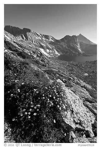 Wildflowers on slope, Sheep Peak and Upper McCabe Lake. Yosemite National Park (black and white)