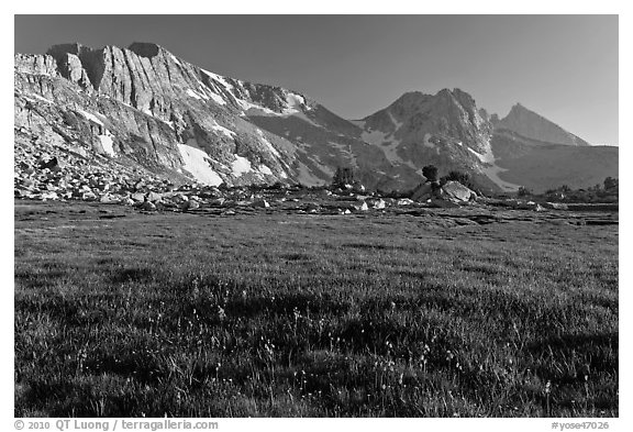 Meadow with summer flowers, North Peak crest. Yosemite National Park (black and white)