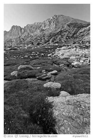 Wildflowers, meadow, and Shepherd Crest East at sunset. Yosemite National Park (black and white)