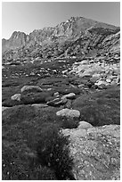 Wildflowers, meadow, and Shepherd Crest East at sunset. Yosemite National Park ( black and white)