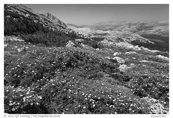 Summer alpine Wildflowers, McCabe Pass. Yosemite National Park (black and white)