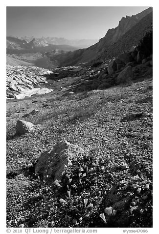 Alpine flowers on pass above Roosevelt Lake. Yosemite National Park, California, USA.