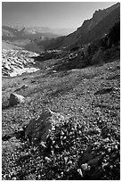 Alpine flowers on pass above Roosevelt Lake. Yosemite National Park ( black and white)