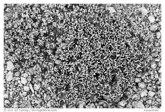 Tiny alpine plant close-up. Yosemite National Park (black and white)
