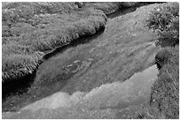 Mount Conness reflected in stream at sunset. Yosemite National Park ( black and white)