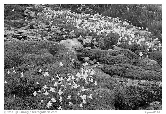 Alpine flowers and stream. Yosemite National Park (black and white)