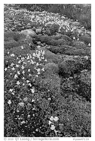 Yellow alpine flowers and stream. Yosemite National Park (black and white)