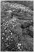 Yellow alpine flowers and stream. Yosemite National Park ( black and white)