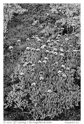 Close-up of alpine plants. Yosemite National Park, California, USA.