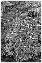 Close-up of alpine plants. Yosemite National Park, California, USA. (black and white)