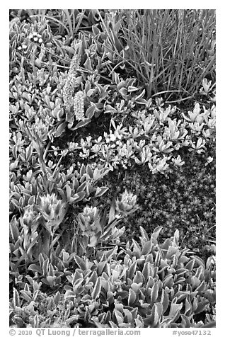 Close-up of alpine flowers. Yosemite National Park, California, USA.