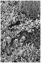 Close-up of alpine flowers. Yosemite National Park, California, USA. (black and white)