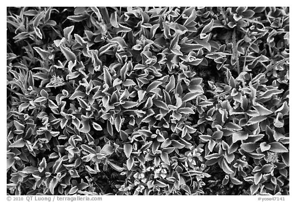 Close-up of alpine leaves. Yosemite National Park (black and white)