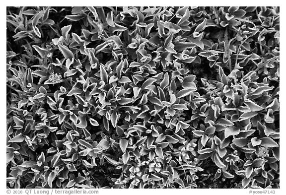 Close-up of alpine leaves. Yosemite National Park, California, USA.