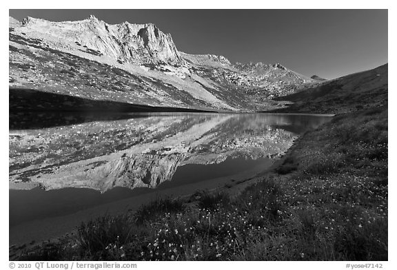 Flowers, Sheep Peak reflected in Roosevelt Lake. Yosemite National Park (black and white)