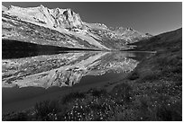 Flowers, Sheep Peak reflected in Roosevelt Lake. Yosemite National Park, California, USA. (black and white)