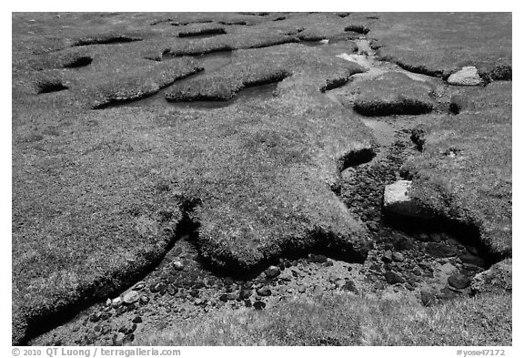 Meandering stream in grassy alpine meadow. Yosemite National Park (black and white)