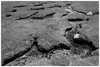 Meandering stream in grassy alpine meadow. Yosemite National Park, California, USA. (black and white)