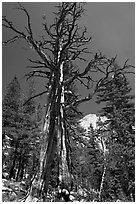 Standing pine skeleton. Yosemite National Park, California, USA. (black and white)