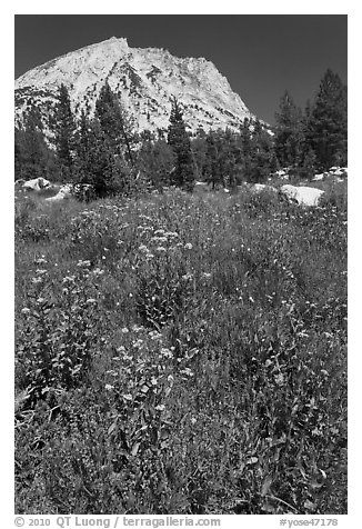 Flowers, forest, and peak. Yosemite National Park (black and white)