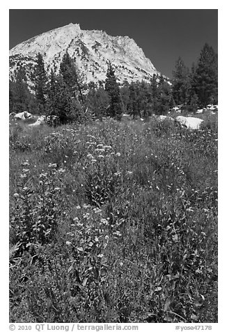 Flowers, forest, and peak. Yosemite National Park, California, USA.