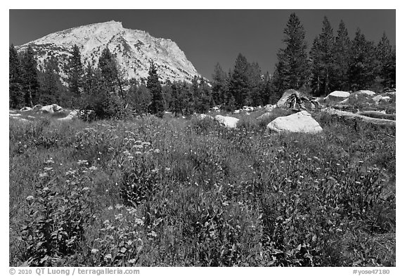 Flowers, pine trees, and mountain. Yosemite National Park, California, USA.