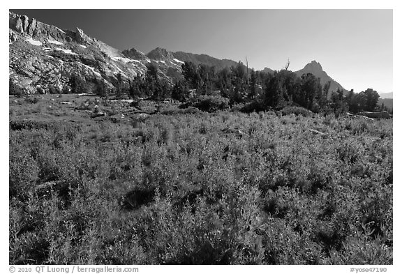 Lupine below Ragged Peak range. Yosemite National Park (black and white)