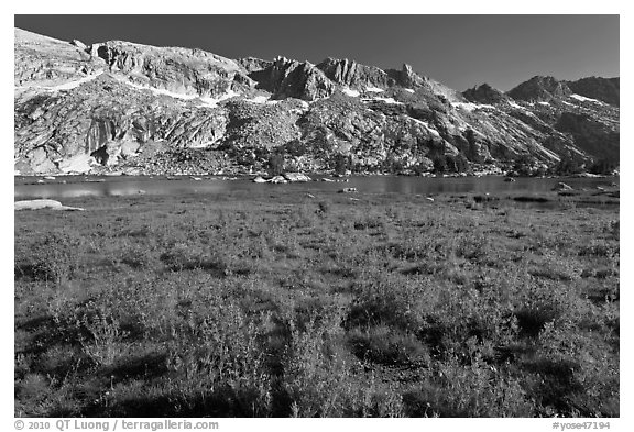 Lupine and Upper Young Lake. Yosemite National Park (black and white)