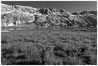 Lupine and Upper Young Lake. Yosemite National Park ( black and white)