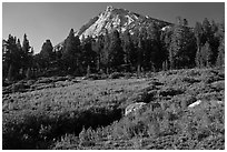 Sub-alpine scenery with flowers, stream, forest, and peak. Yosemite National Park ( black and white)