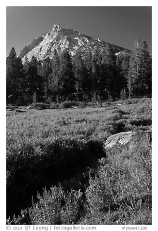 Sub-alpine landscape with stream, flowers, trees and mountain. Yosemite National Park (black and white)