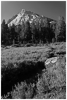 Sub-alpine landscape with stream, flowers, trees and mountain. Yosemite National Park, California, USA. (black and white)