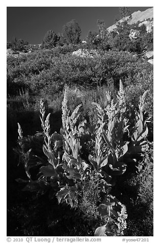 Corn Lilly in bloom. Yosemite National Park (black and white)