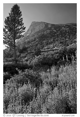 Backlit wildflowers, pine tree, and peak. Yosemite National Park (black and white)