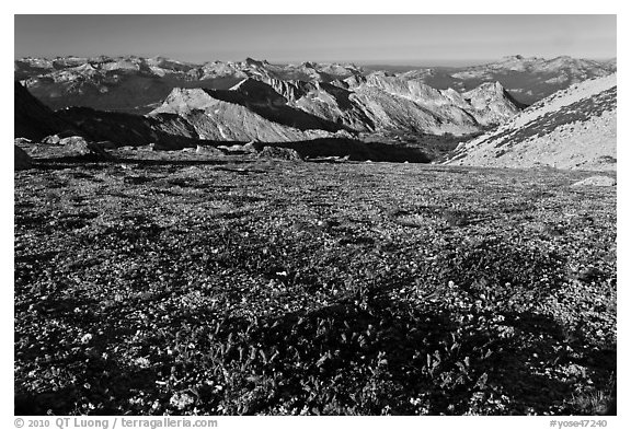 Alpine flowers and view over distant peaks, Mount Conness. Yosemite National Park, California, USA.