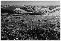 Alpine flowers and view over distant peaks, Mount Conness. Yosemite National Park, California, USA. (black and white)