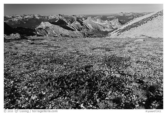 Alpine flowers and view over distant montains, Mount Conness. Yosemite National Park, California, USA.