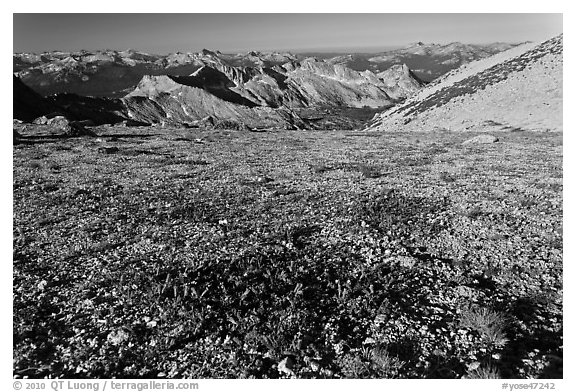 Alpine flowers and view over distant montains, Mount Conness. Yosemite National Park, California, USA.