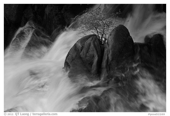 Tree on boulders surrounded by tumultuous waters, Cascade Creek. Yosemite National Park (black and white)