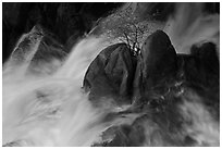 Tree on boulders surrounded by tumultuous waters, Cascade Creek. Yosemite National Park, California, USA. (black and white)
