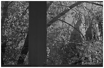 North Rim, Yosemite Valley visitor center window reflexion. Yosemite National Park ( black and white)