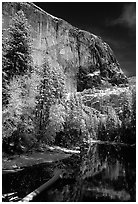 East Face of El Capitan and Merced River in winter. Yosemite National Park, California, USA. (black and white)