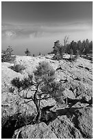 Pine sapling on Sentinel Dome. Yosemite National Park ( black and white)